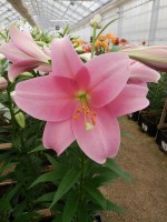 [4116 Dancing Lady Mak No02.JPG]